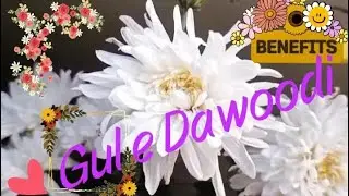 1️⃣1️⃣ Health Benefits Of🏵️Gul e Dawoodi🏵️ | Chrysanthemum | Winter Flower@fatimayounus7935 #winter