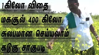 அதிக செலவில்லமால் வருமானம் தரும் கடுகு சாகுபடி