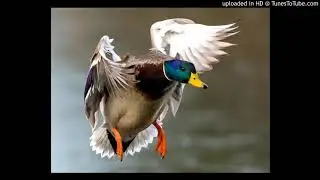 DUCK HUNT ///// YUNG BEEF ///// MON8BIT //// ESEIG SAINT LAURENT