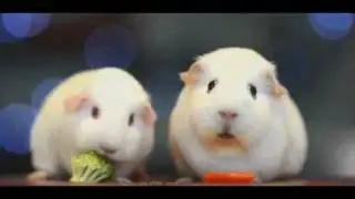 Existential Crisis Guinea Pig