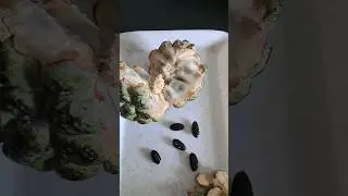 How to grow Custard Apple from seeds ||#shorts #plant #terracegarden