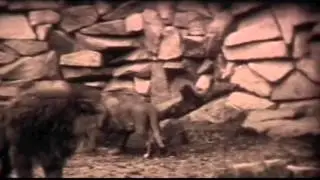 Lions in Dublin Zoo (1956)