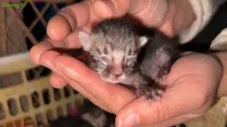 Newborn Kittens That Look Like Tiny Mice with Unique Striped Fur! | Meowing TV.