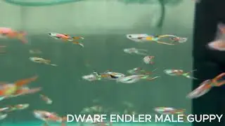Dwarf Endler Male Guppy