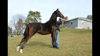 GLAMOROUS GIRL: Morgan Mare For Sale