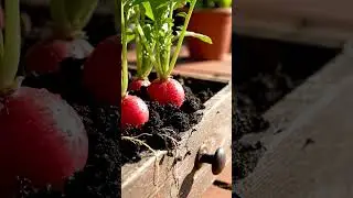 Urban Vegetable Garden Tour, Small Spaces Big Harvest Ideas