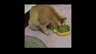 Grass for Garfield ❤️ #KittyGrass #CatGrass #KittyLovers  #GarfieldTheKitty