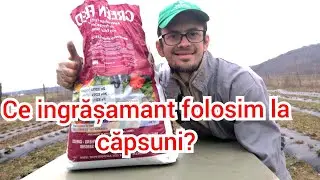 Ce &icirc;ngrăşăm&acirc;nt folosim la #căpşuni &icirc;n faza de inrădăcinare? @agropataki8776