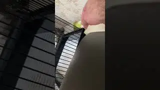 #funny Lovebird lives candy