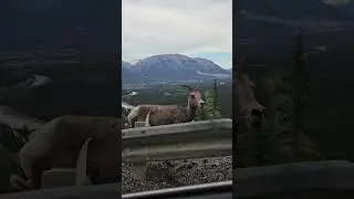 Seeing mountain sheep in Banff Alberta #mountains #mountaingoat #canada #travel #youtubeshorts