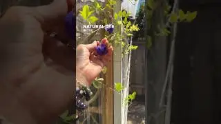 Butterfly pea plant blooms a natural dye 💜💙✨ #gardening #growyourownfood #gardeningtips #garden