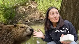 I Played the Sound of Running Water on a Beaver's Dam. Here's What Happened