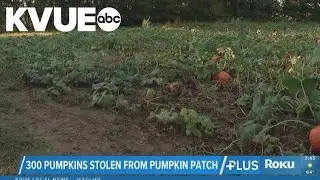 300 pumpkins stolen from Ohio pumpkin patch