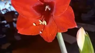 Продолжается цветение гипеаструмов # растения #plants #цветы #обзор #цветущиеорхидеи 