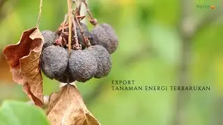 Agrotek | Tanaman Solusi Penganti BBM Dan Potensi Export Buah Jarak