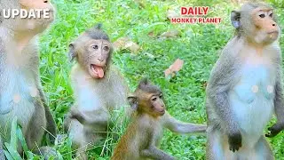 OMG! Why Mom Angel Monkey Not Care Her Daughter Ada Hungry Milk When Ada Request Milk?