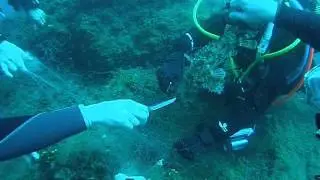 Rescate de una escorpora o cabracho