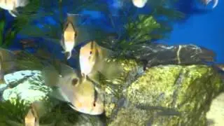 Oasis Aquarium Ltd