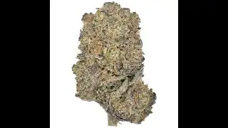 Green Society Online Dispensary - LSD