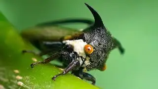 Thorn Bug | Umbonia crassicornis | Tiny World TV | | Shorts