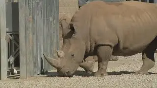 Giraffes and rhinos make Saint Louis Zoo's WildCare Park their new home
