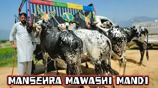 Mansehra Mawashi Mandi - Season Update 2025 Desi Qurbani Bulls #sktv27