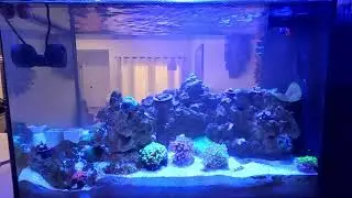 Fluval Nano Reef Tank Live Stream Relaxation