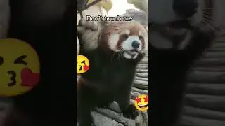 Redpanda- don't touch me I will protest.😅🤠