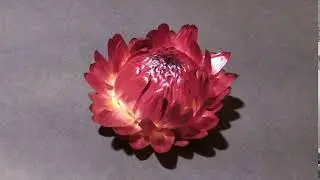 Helichrysum/Xerochrysum flower opening timelapse