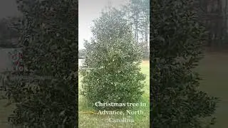 Christmas Tree In Advance North Carolina