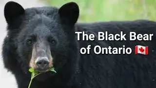 THE BLACK BEAR OF ONTARIO 🇨🇦 2ND LARGEST POPULATION IN NORTH AMERICA