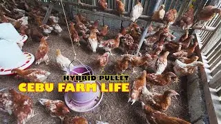 Cebu Poultry Farming, nag palit tag LAYER FEEDS ug UPDATE sa HYBRID CHICKEN