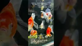 GOT GOLDFISH ???