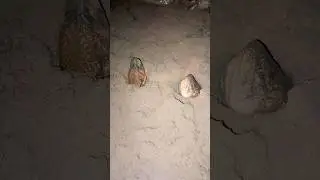 aneh ngerii parit kecil bisa ada 2kepala nonggol #belut #ngerii #videoshorts #berandayoutube