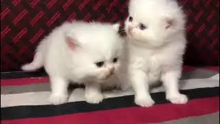 semi punch kittens looking for new home. Bangalore #kitten #persian #viral #cats #bangalore