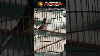 Murai Batu Lambada Reborn || Team 76 Harimau Sumatera #muraibatu #shorts #birds