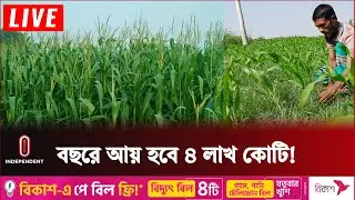 চরাঞ্চলের পতিত জমিতে চাষ;  উন্নয়ন হবে ৮০ হাজার মানুষের | Bogra Fallen Land | Independent TV