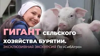 Гигант сельского хозяйства Бурятии. Эксклюзивная экскурсия по «Сибагро»