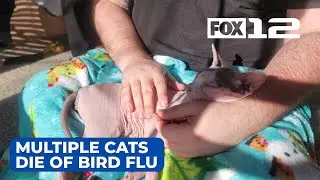 Multiple cats sick, die of bird flu in Portland area after eating raw pet food