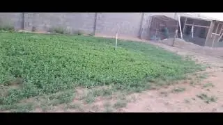 زراعة البرسيم ومعاناة مع رشاشات الماء!