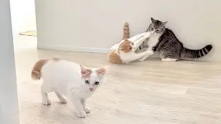 初めて先輩たちの喧嘩を見た子猫がびっくり仰天してこうなっちゃいました…