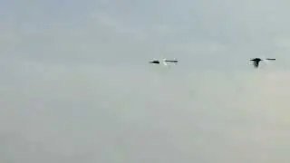 SVANER FLYVER slow motion