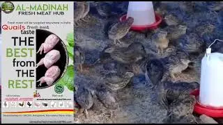 🍗 Quails Fresh Meat Business Guide | Price, Demand, Profit & Full Processing