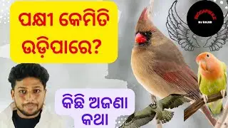 How bird flies|| ପକ୍ଷୀ କେମିତି ଉଡ଼ିପାରେ|| କିଛି ଅଜଣା କଥା|| flight adaptation in birds || Science facts