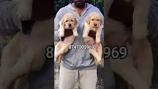 05/10/2025 Golden Retriever Puppies Available With Us For Pet Lovers Best Price 💓 8747005969