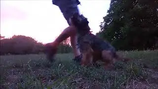 Wookiee - Border Terrier short training