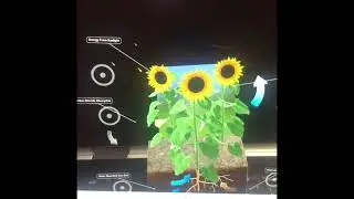 Intro to Merge cube. Plant life cycle graphics.