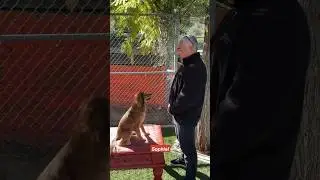 Как научить собаку её имени! #дрессировкасобаки #собака #cesarmillan
