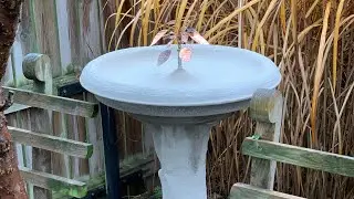 F&aring;gelbad