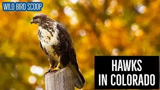 Hawks In Colorado: 9 Birds Of Prey Species To Behold